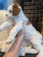 processed/9f7383a2-17e2-48bd-a416-9ae66ad58957/listing/33cd9ec1-f161-4894-b42b-47eec832c544/19d58892-a38d-471e-a079-76a26f44ea2b