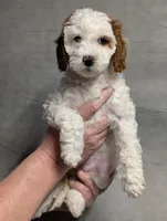 processed/9f7383a2-17e2-48bd-a416-9ae66ad58957/listing/33cd9ec1-f161-4894-b42b-47eec832c544/7233ef2b-6720-4568-9905-e544a4db55ba