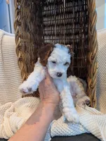 processed/9f7383a2-17e2-48bd-a416-9ae66ad58957/listing/33cd9ec1-f161-4894-b42b-47eec832c544/7cab93fa-31ba-4cec-bb95-53248dfdd6d5