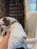 processed/9f7383a2-17e2-48bd-a416-9ae66ad58957/listing/33cd9ec1-f161-4894-b42b-47eec832c544/8becffde-a3e7-43da-b348-e3dd88dd7912