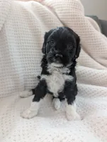 processed/9f7383a2-17e2-48bd-a416-9ae66ad58957/listing/7585e78d-fa73-4d95-93b4-6d4e862f6f0f/2ded1a23-afeb-47f3-a51e-d99bedfbe44c