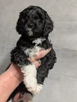 processed/9f7383a2-17e2-48bd-a416-9ae66ad58957/listing/7585e78d-fa73-4d95-93b4-6d4e862f6f0f/dc18e19b-5f6e-436c-a247-860a9b93d7d1