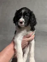 Moosie, a male Cavapoo for sale in St. Croix Falls, WI – Photo 4 of 4