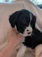 Moosie, a male Cavapoo for sale in St. Croix Falls, WI – Photo 2 of 4