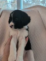 Moosie, a male Cavapoo for sale in St. Croix Falls, WI – Photo 3 of 4