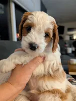 processed/9f7383a2-17e2-48bd-a416-9ae66ad58957/listing/d6f27a64-3268-4f44-80f5-871701ac9a4a/428e972a-f9b0-4c1a-bc93-274f31524714