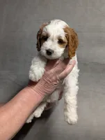 processed/9f7383a2-17e2-48bd-a416-9ae66ad58957/listing/d6f27a64-3268-4f44-80f5-871701ac9a4a/b008ffb1-f0c6-4ed0-a78e-e92879c44833