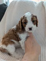 Maple, a female Cavapoo for sale in St. Croix Falls, WI – Photo 1 of 2