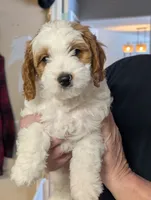 Honey, a female Cavapoo for sale in St. Croix Falls, WI – Photo 3 of 4