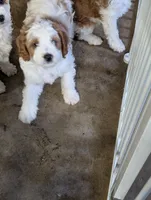 Honey, a female Cavapoo for sale in St. Croix Falls, WI – Photo 4 of 4