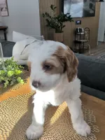 Honey, a female Cavapoo for sale in St. Croix Falls, WI – Photo 1 of 4