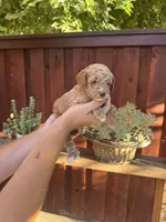 Rex , a male Goldendoodle for sale in Sacramento, CA – 7 of 7