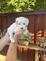 Rex , a male Goldendoodle for sale in Sacramento, CA – 2 of 7