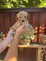 Rex , a male Goldendoodle for sale in Sacramento, CA – 5 of 7