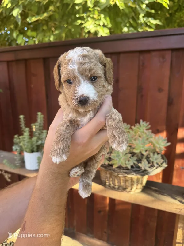 Rex  – Goldendoodle puppy for sale in Sacramento, CA
