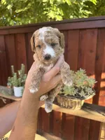 Rex , a male Goldendoodle for sale in Sacramento, CA – 1 of 7