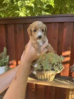 Rex , a male Goldendoodle for sale in Sacramento, CA – 3 of 7