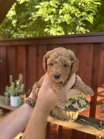 Rex , a male Goldendoodle for sale in Sacramento, CA – 6 of 7