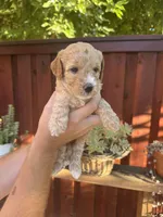 Rex , a male Goldendoodle for sale in Sacramento, CA – 4 of 7