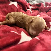 Sienna, a female Poodle - Toy  for sale in Brandon, FL – Photo 2 of 2