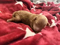 Sienna, a male Poodle - Toy  for sale in Brandon, FL – Photo 2 of 2