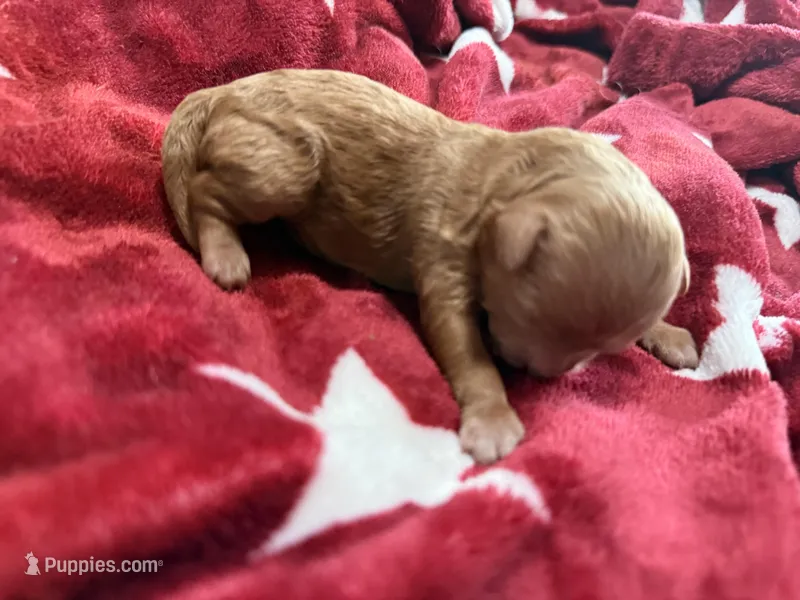 Sienna, a male Poodle - Toy  for sale in Brandon, FL – Photo 1 of 2