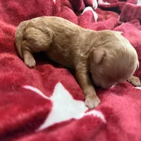 Sienna, a female Poodle - Toy  for sale in Brandon, FL – Photo 1 of 2