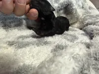 Teacup diamond, a female Poodle - Toy  for sale in Brandon, FL – 1 of 3