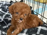 Akc 12oz teacup female, a female Poodle - Toy  for sale in Brandon, FL – Photo 2 of 2