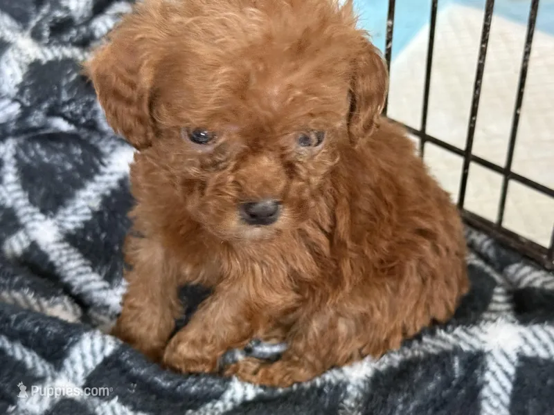 Akc 12oz teacup female – Poodle - Toy  puppy for sale in Brandon, FL