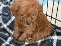 Akc 12oz teacup female, a female Poodle - Toy  for sale in Brandon, FL – Photo 1 of 2