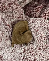 Scarlet, a female Poodle - Toy  for sale in Brandon, FL – 2 of 4