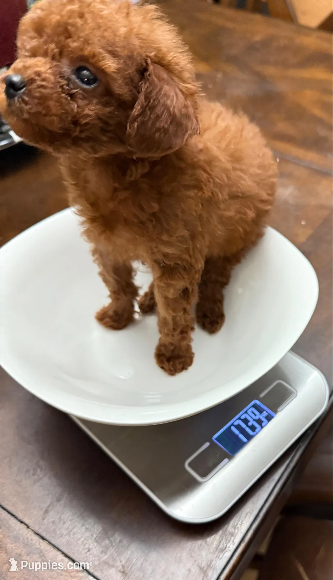 17oz akc teacup male dark red, a male Poodle - Toy  for sale in Brandon, FL – Photo 4 of 4