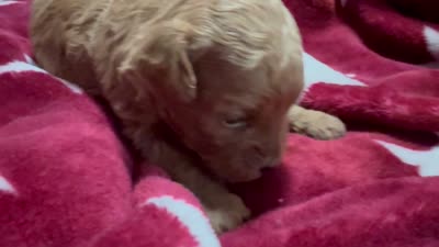 Jensen, a male Maltipoo for sale in Brandon, FL – 4 of 6