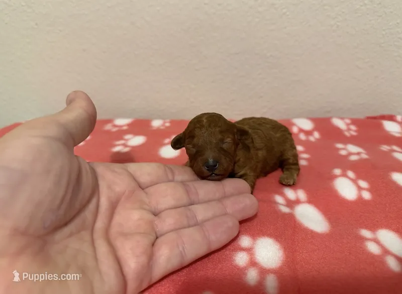 Teacup Ebony – Poodle - Toy  puppy for sale in Brandon, FL