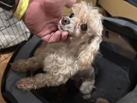 Jensen, a male Maltipoo for sale in Brandon, FL – Photo 2 of 3