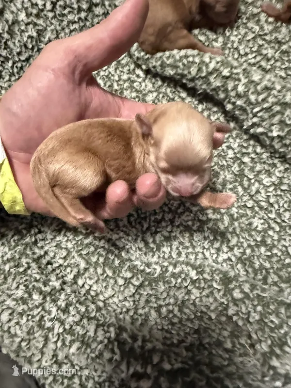 Jensen – Maltipoo puppy for sale in Brandon, FL