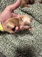 Jensen, a male Maltipoo for sale in Brandon, FL – Photo 1 of 3