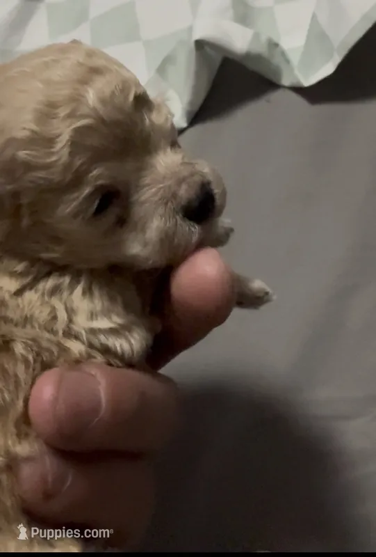 Teacup Toby – Poodle - Toy  puppy for sale in Brandon, FL