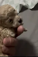 Teacup Toby, a male Poodle - Toy  for sale in Brandon, FL – 1 of 2
