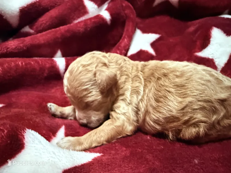 Teacup Tibby – Poodle - Toy  puppy on hold in Brandon, FL