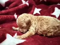 Teacup Tibby, a female Poodle - Toy  for sale in Brandon, FL – 1 of 4