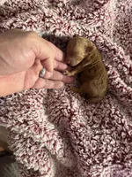 Scarlet, a female Poodle - Toy  for sale in Brandon, FL – 3 of 4