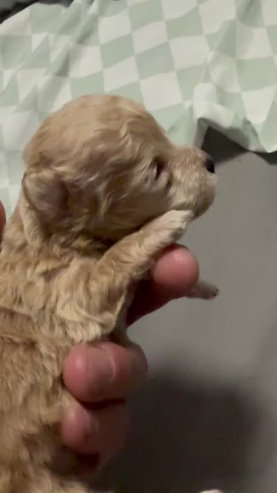 Teacup Toby, a male Poodle - Toy  for sale in Brandon, FL – 2 of 2