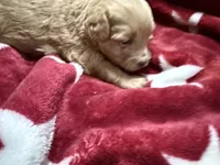 Jensen, a male Maltipoo for sale in Brandon, FL – 6 of 6