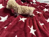 Teacup Toby, a male Poodle - Toy  for sale in Brandon, FL – 5 of 6