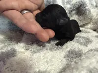 Teacup diamond, a female Poodle - Toy  for sale in Brandon, FL – 2 of 3