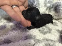 Teacup diamond, a female Poodle - Toy  for sale in Brandon, FL – 3 of 3