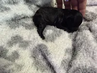 Teacup Ebony, a female Poodle - Toy  for sale in Brandon, FL – 2 of 2
