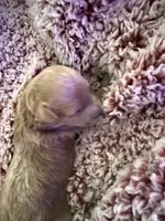 Dolly, a female Poodle - Toy  for sale in Brandon, FL – 4 of 5